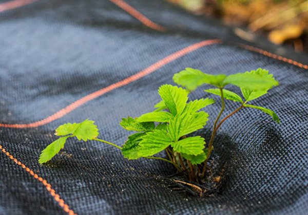 Woven-Groundcover-image02