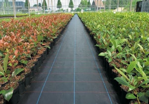 Woven-Groundcover-image03